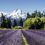 Hood River Lavender Farms