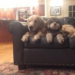 Daisy and R. Lamb- bonding
