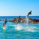 Dolphin Cove Ocho Rios