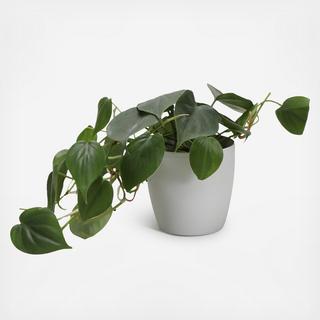 Green Philodendron