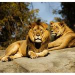 Jacksonville Zoo and Gardens