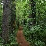 Yellowwood State Forest