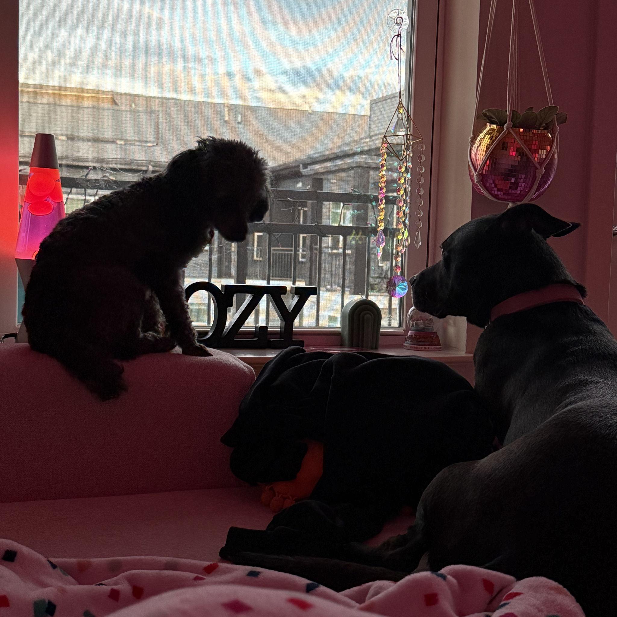 Secret's out - Emma & Jay aren't the only ones in love..... Delta and Honeybee are too (on their own terms). We love our little four legged creatures.
