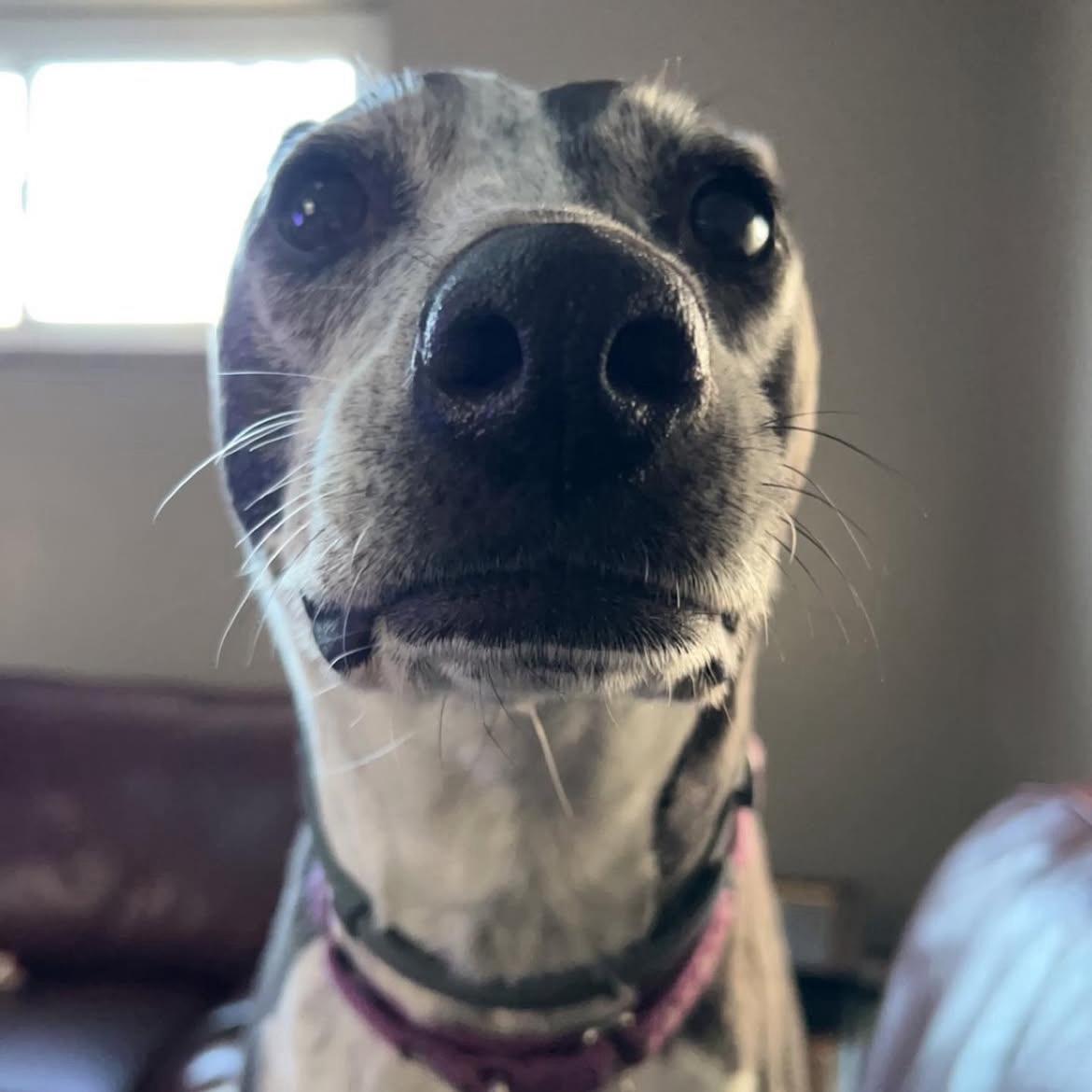 The Queen Herself, Daisy