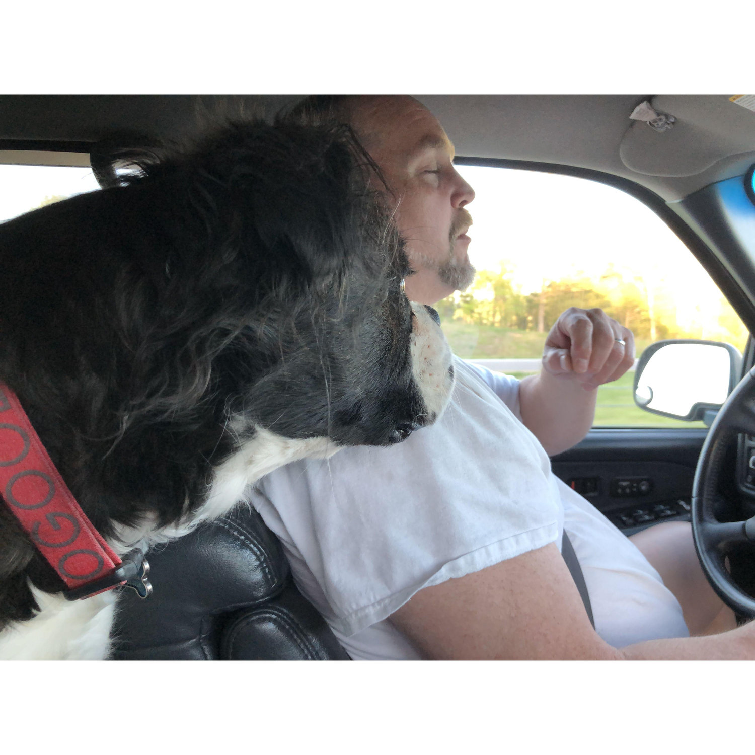 My grand-dog Max approved. They were good buddies.