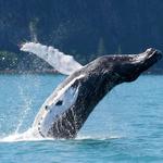 Whale Watching