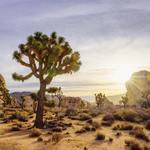 Joshua Tree National Park