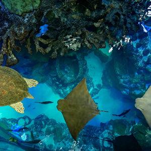 Boston Aquarium Dual Membership