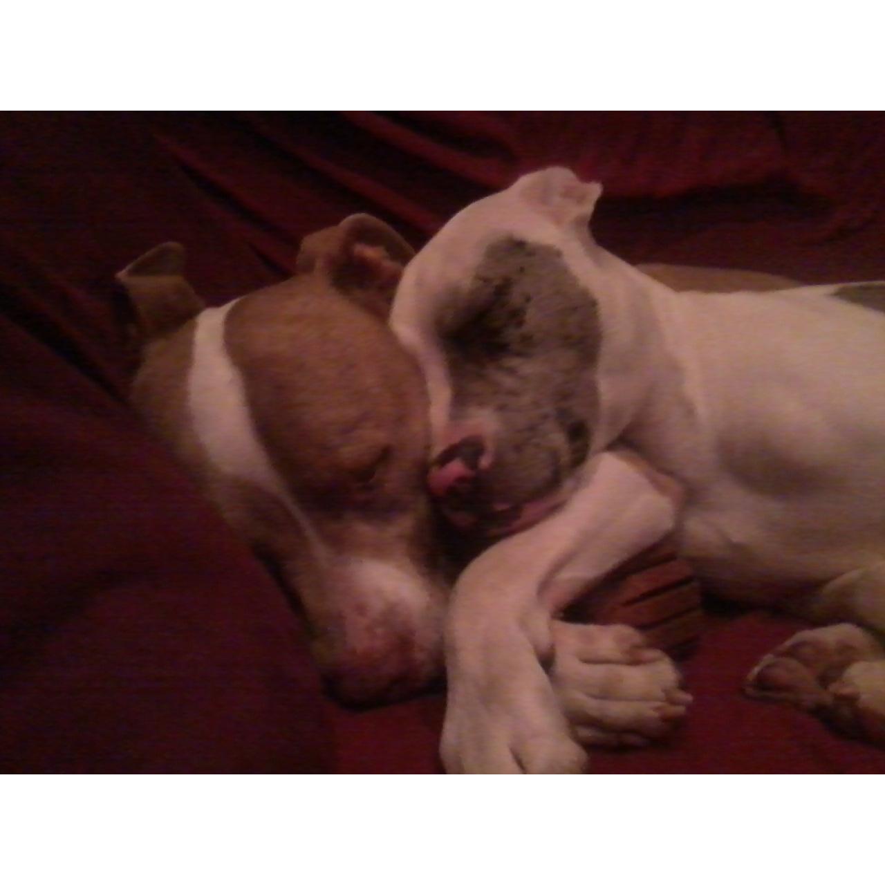 our sweet pups.