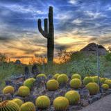 Desert Botanical Garden