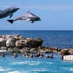 Dolphin Cove Ocho Rios