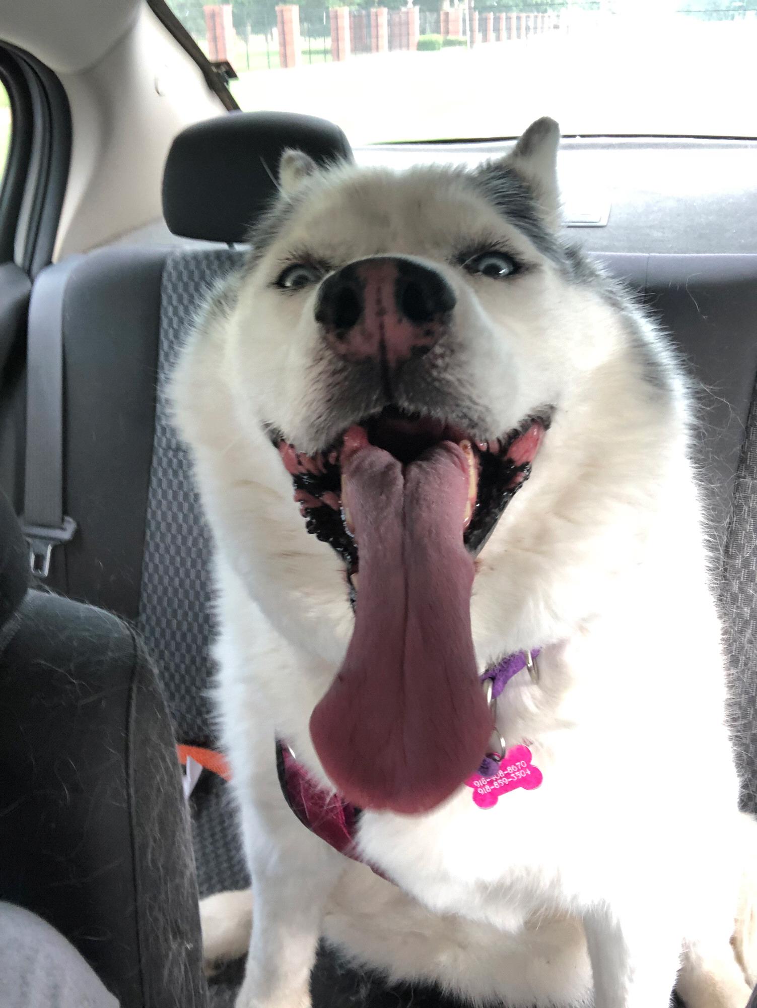 This is our sweet puppy, Mama. She brings Dustin and I love and patience.