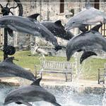 Dolphin Quest Bermuda - Swim with Dolphins