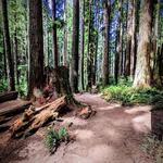 Arcata Community Forest