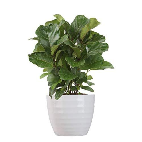 Costa Farms Ficus Lyrata, Little Fiddle Bambino Trending Tropicals Collection Live Indoor Plant, 1-Foot, Ships in White Ceramic