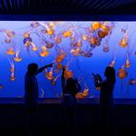 Monterey Bay Aquarium