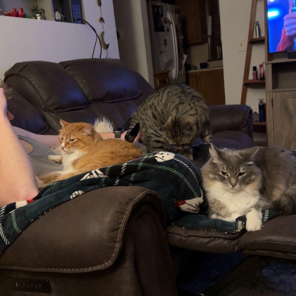 And he says he's not a cat person.... ;)