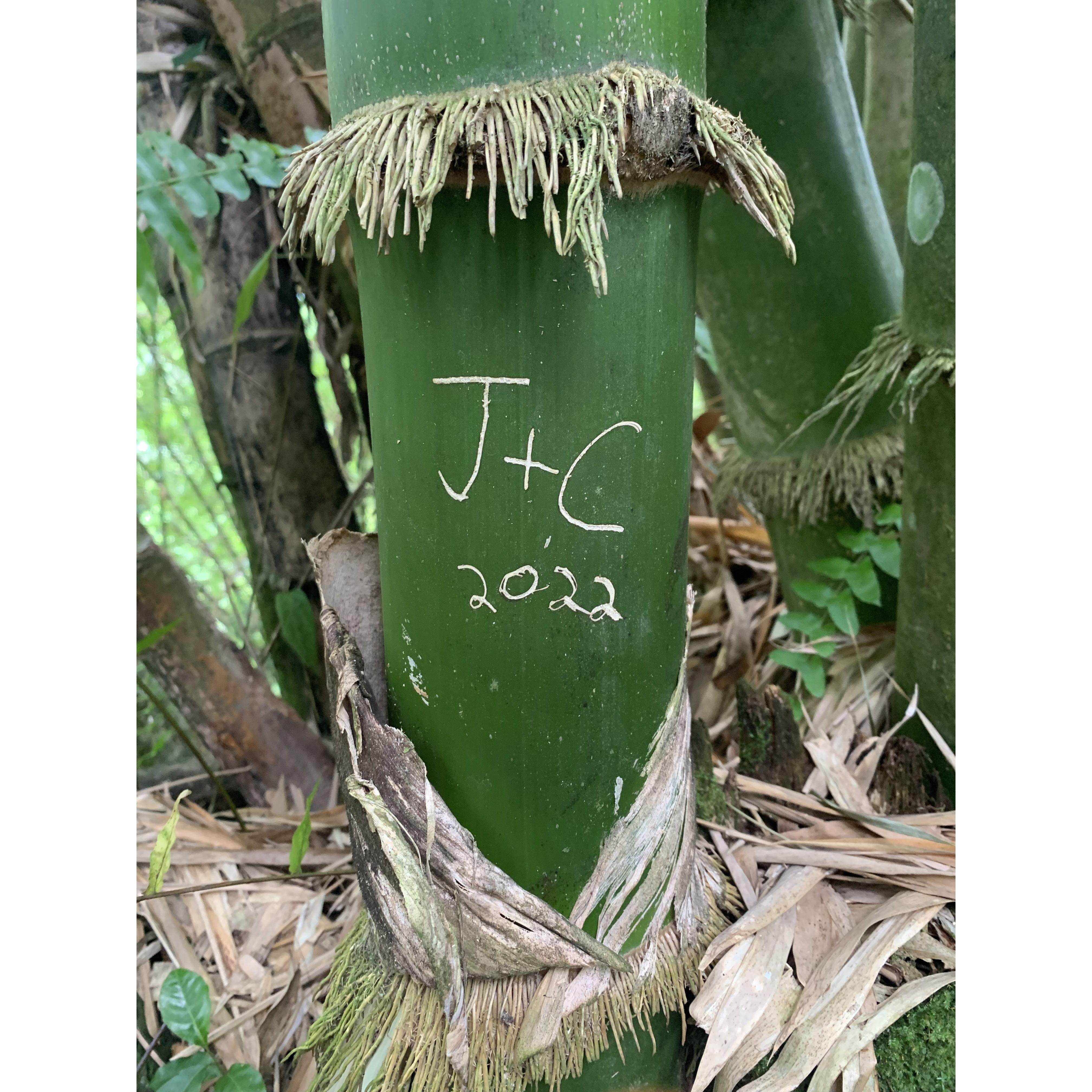 We did NOT do this ourselves we saw it while hiking El Yunque and took a picture because it was cute