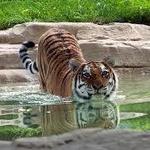 St. Louis Zoo