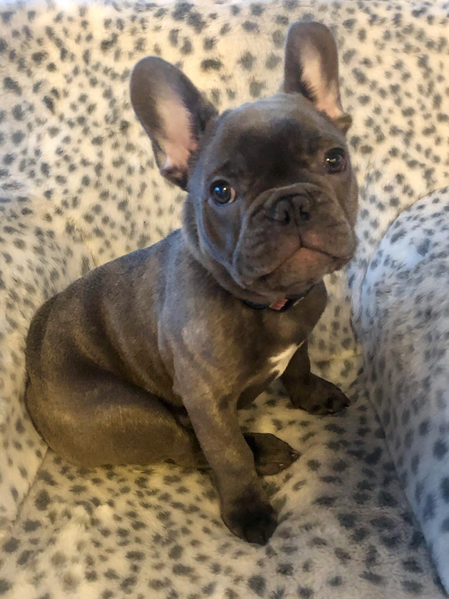 Maverick