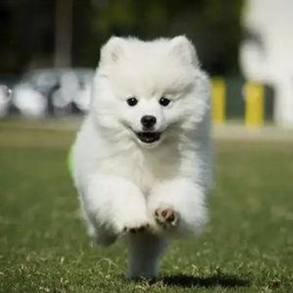 Our Puppy Fund