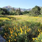 Santa Barbara Botanic Garden