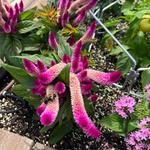Waterfront Botanical Gardens