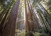 Henry Cowell Redwoods State Park