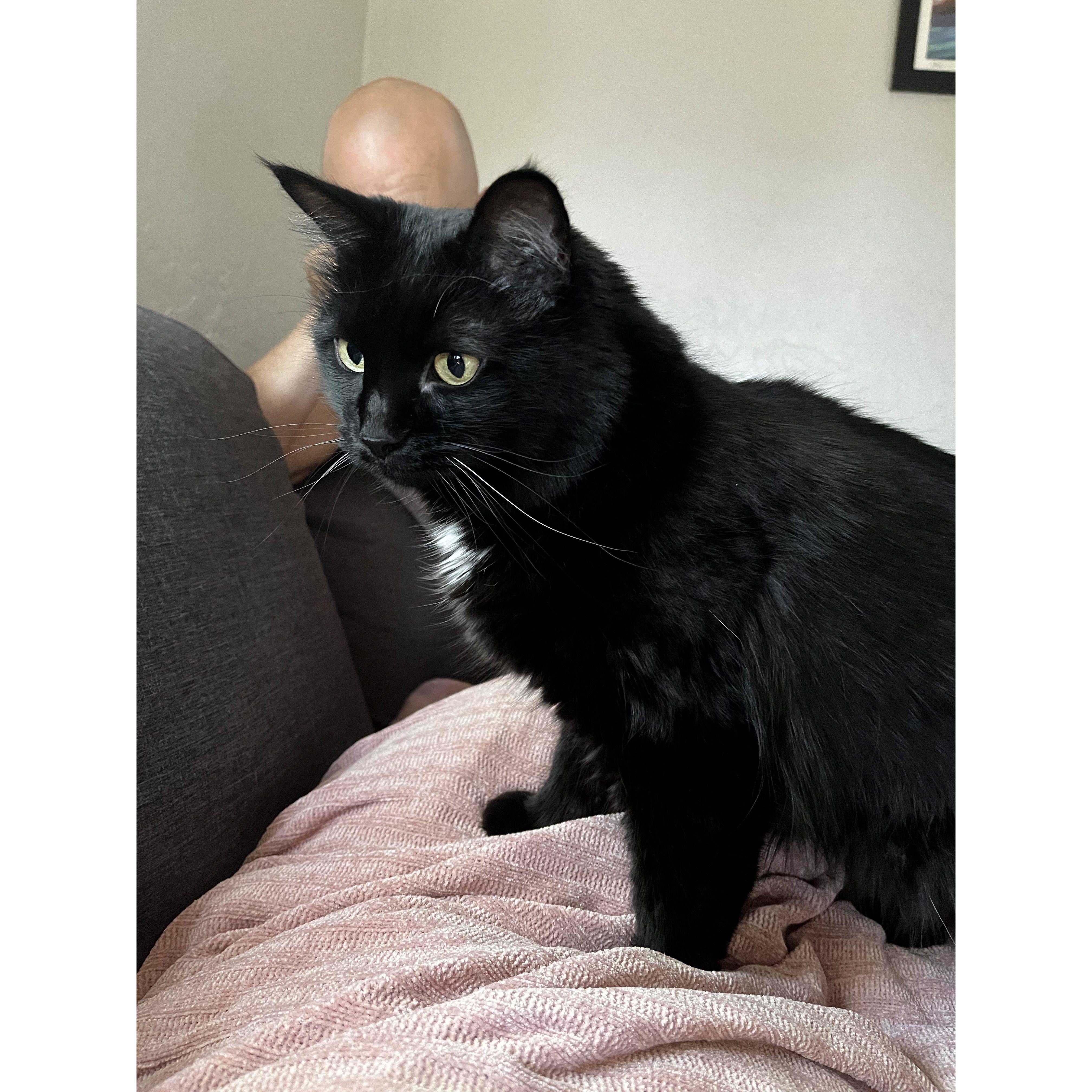 Our cat Fred (aka Princess Winifred of Englewood)