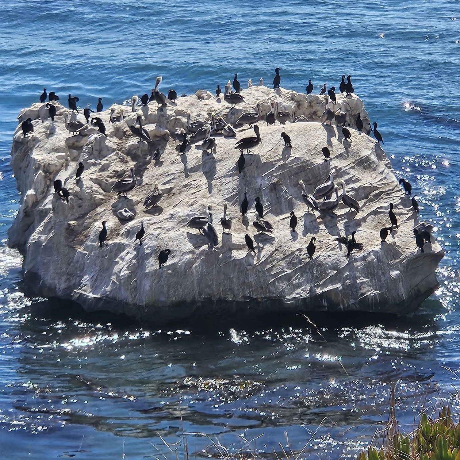 10/12 Dinasaur Caves Park, Pismo Beach