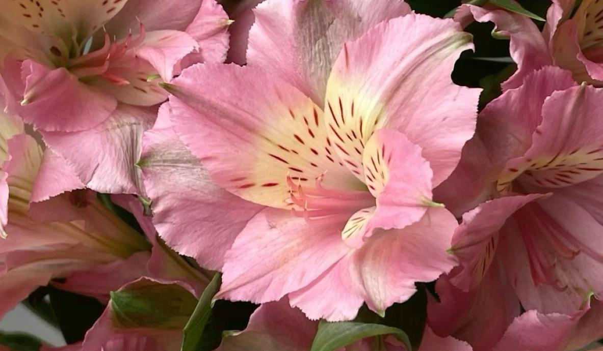 The Wedding Website of Meda Mbouyi and Fola Lawal