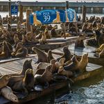 Pier 39
