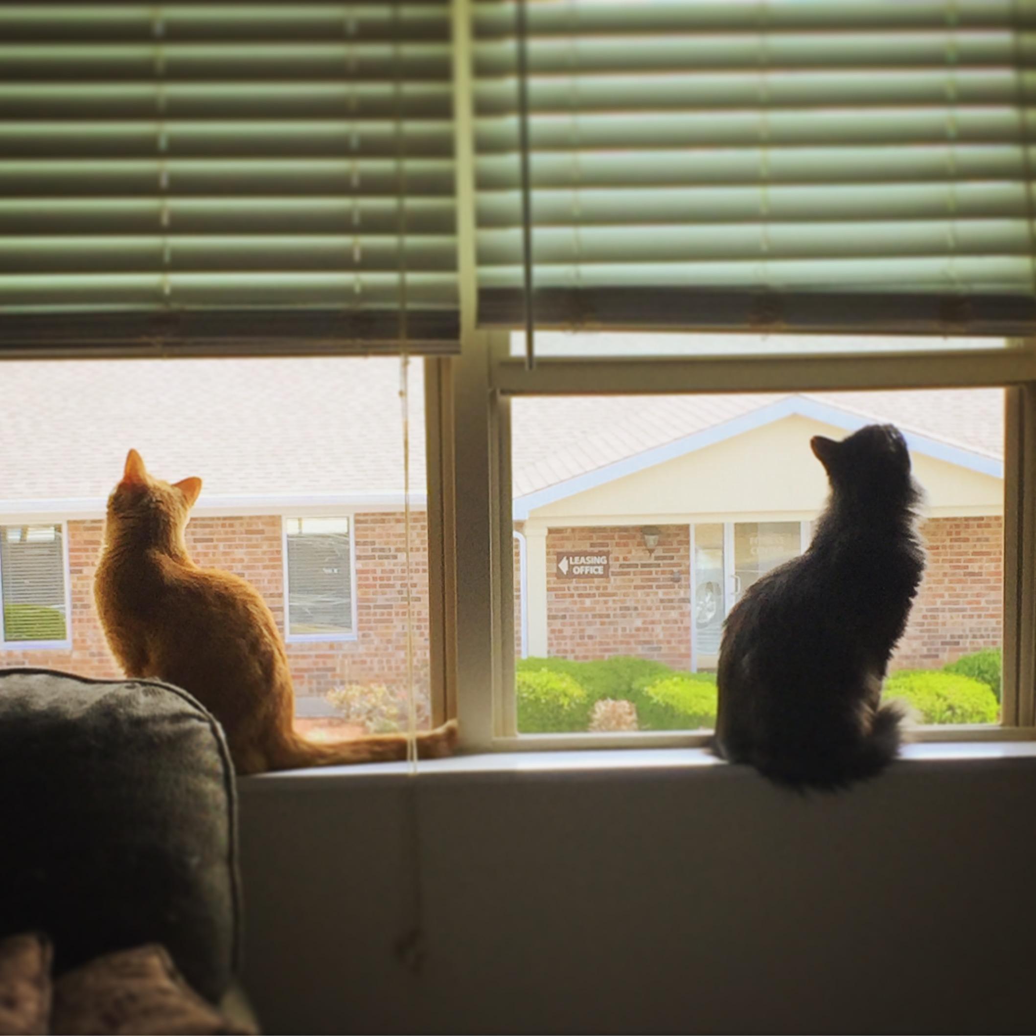 The aforementioned cat-children