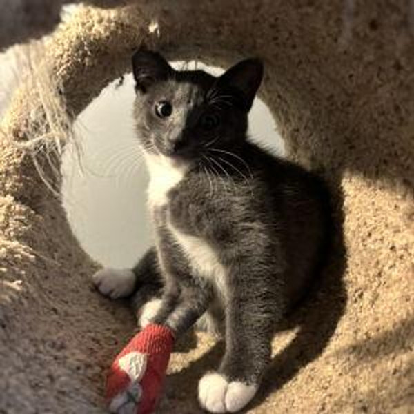 Help us save the homeless cats of Princeton🐱