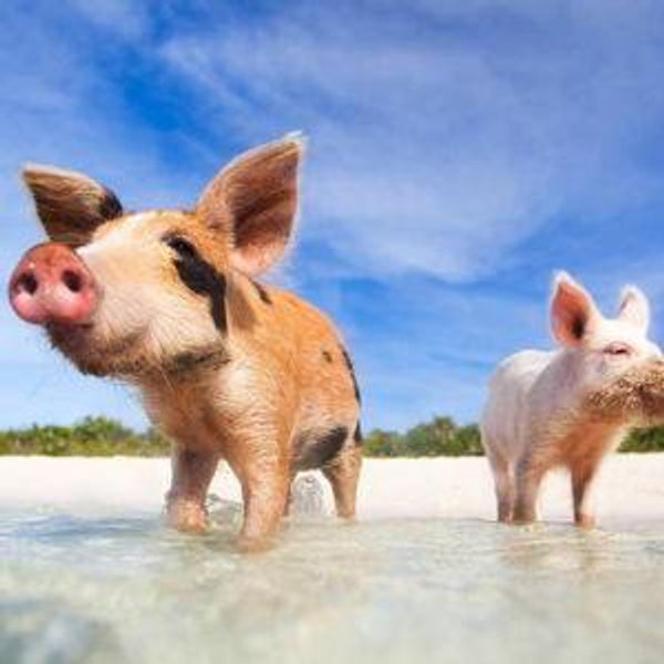 Tour of Pig Island by Speedboat