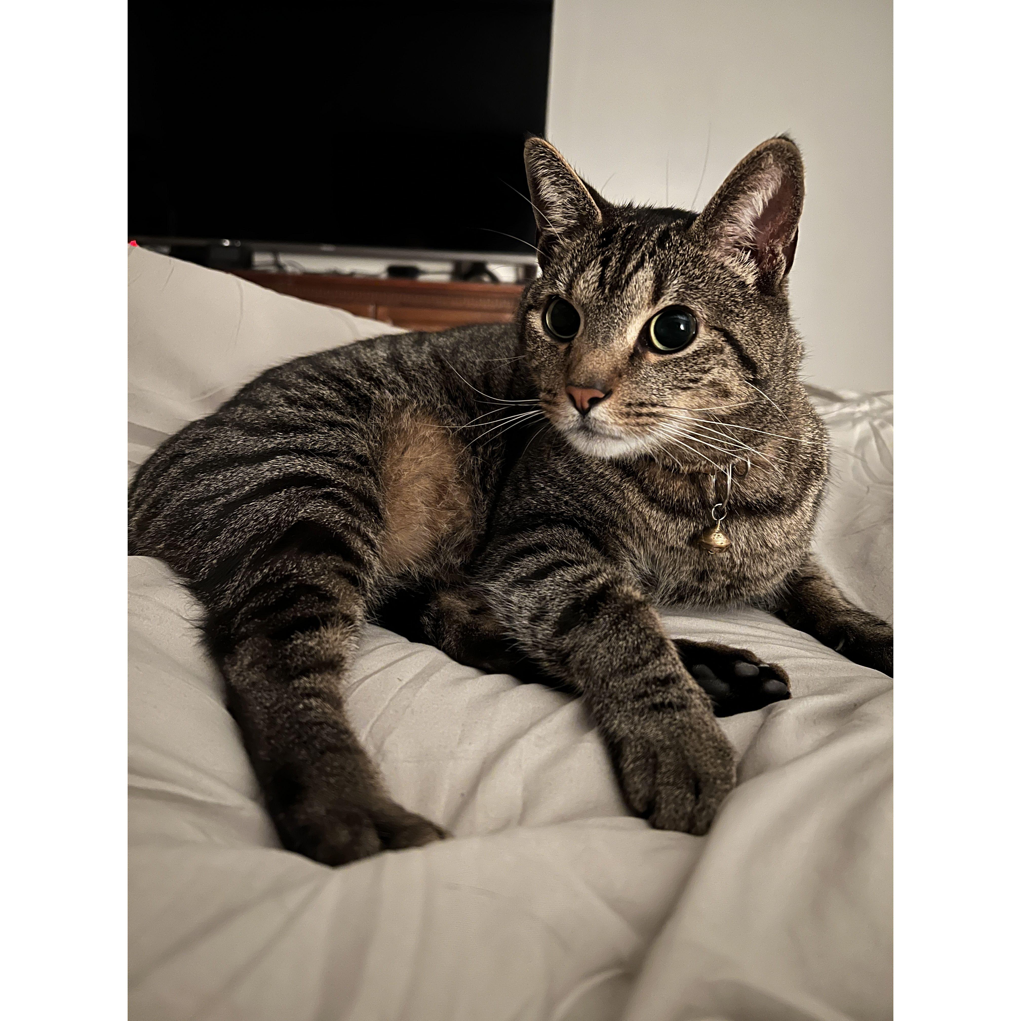 Smooooooth brain Barry.