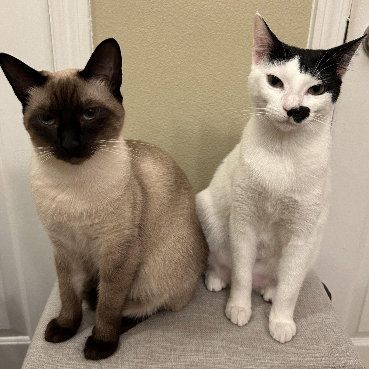 Our cats, Mocha and Cookie!