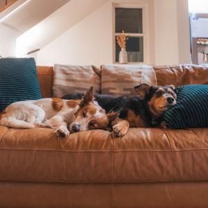 New Couch Fund