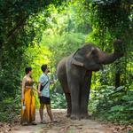 Elephant parks in Phuket