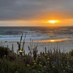 Asilomar State Beach