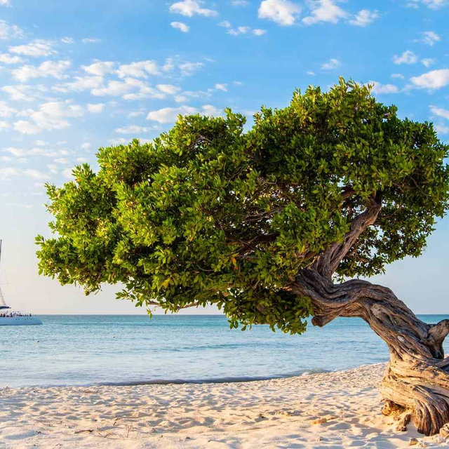 Our Honeymoon Fund - Aruba