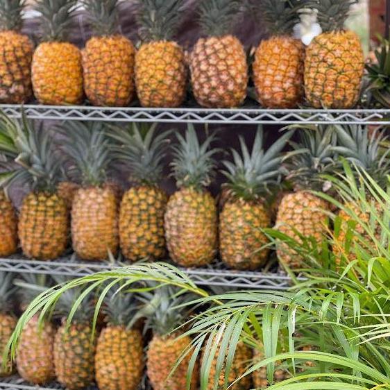 Diamond Head * Dole