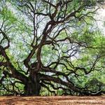 Angel Oak Park