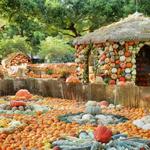 The Dallas Arboretum and Botanical Garden