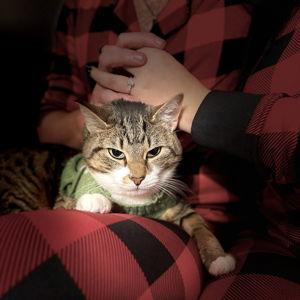 Our Cat Treat Fund