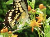 The Butterfly Estates