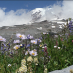 Mount Rainier National Park