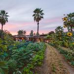 Flora Farms