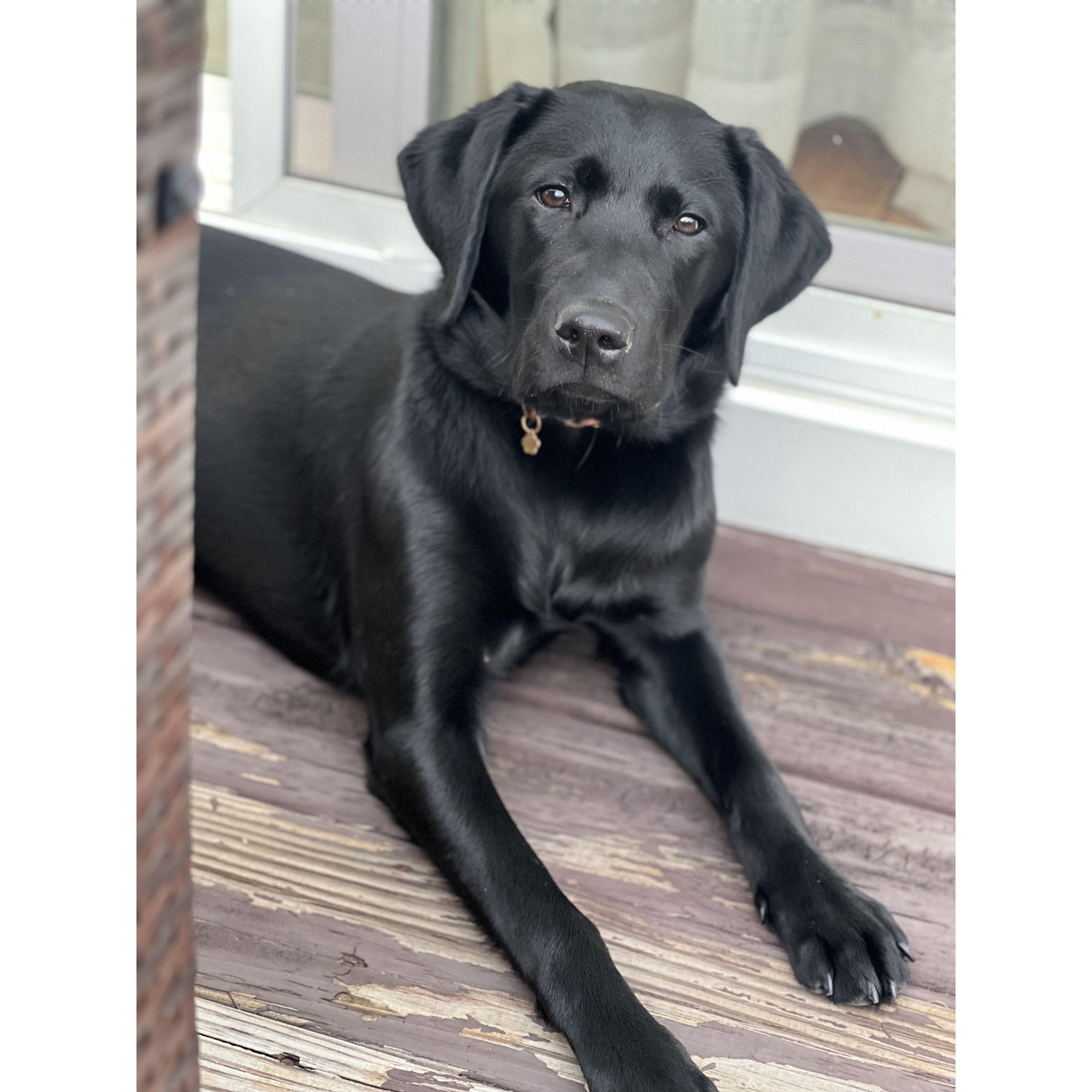 July 28th, 2025 - Luna at 6 months old