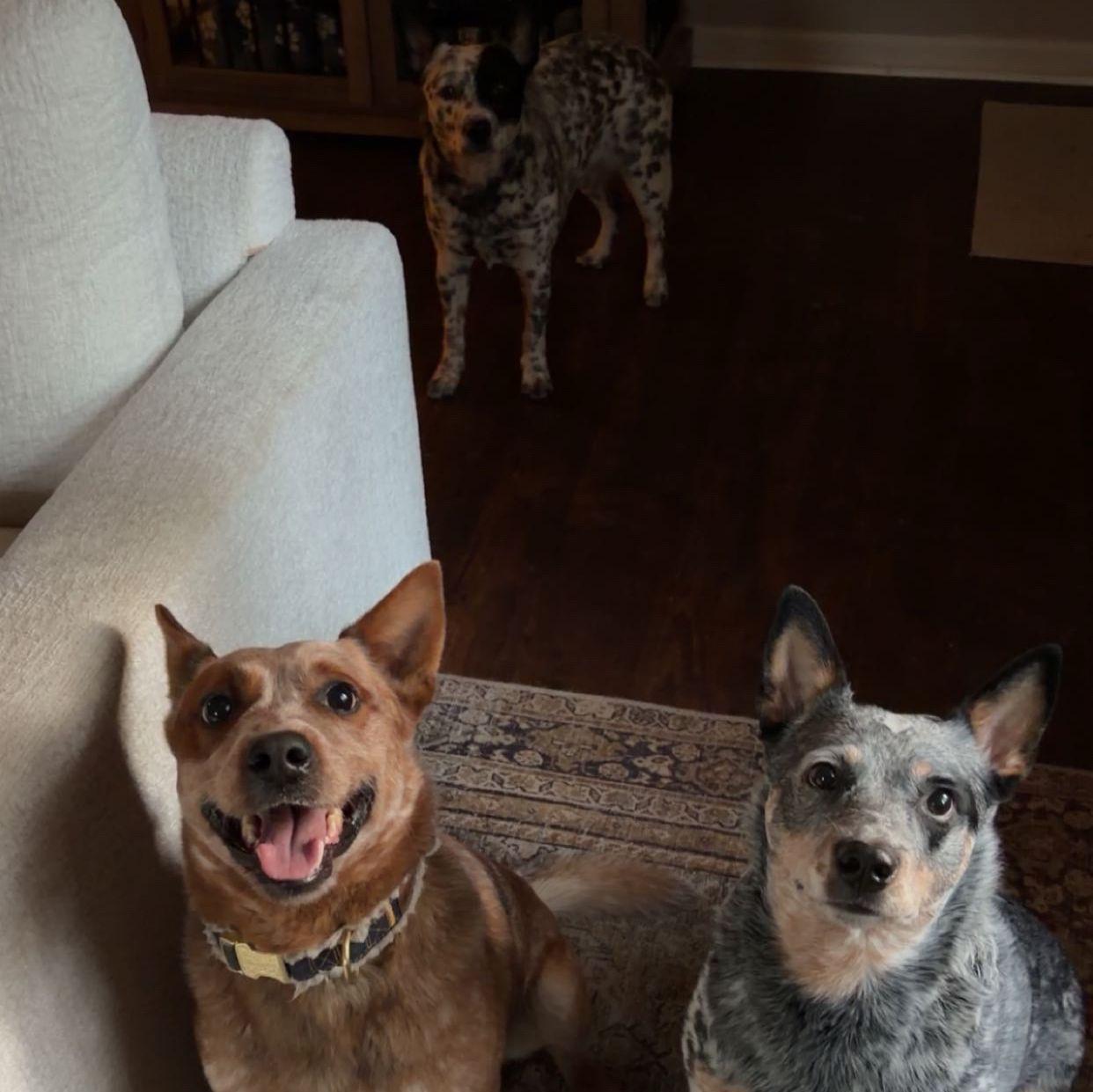 what's one more heeler?